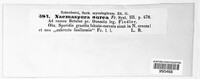Diatrype stigma image